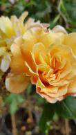 Rosa Golden Gate Climber. Golden Gate Rose yellow flowering climbing rose, buy online UK delivery.