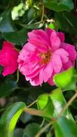 Rosa Heidetraum Plus Pink Flowering Rose Climber