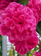 Rosa Laguna Climbing Rose