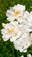 Rosa Moonlight Rose - Original White Flowering Hybrid Musk Rose