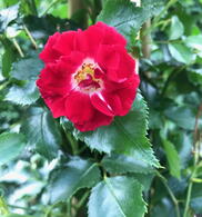 Rosa Rambling Rosie or Rose Rambling Rosie