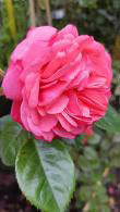 Rosa Rosanna, pretty pink flowering climbing rose, buy online UK delivery