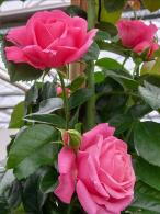 Rosa Rosanna climbing rose with pink flowers