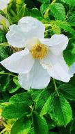 Rosa Rugosa Alba Shrub Rose Alba or White Japanese Rose for sale online with UK and Ireland delivery.