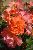 Rosa Westerland Korwest Rose