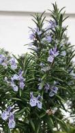 Rosemary Shrubs for sale Online. UK wide delivery