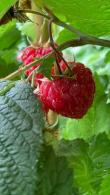 Rubus Idaeus Glen Ample Raspberry Cane AGM-winning Fruiting Bush