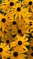 Rudbeckia Fulgida Goldsturm, also known as Coneflower Echinacea Yellow Storm for sale online buy UK
