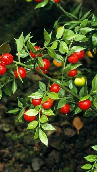 Butcher's broom plant with red berries