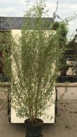 Salix Caradoc is an attractive twisted Willow with a lovely shape and yellow and orange stems during winter, buy online UK delivery.