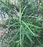 Salix Elaeagnos Angustifolia – Narrow-leaved Olive Willow