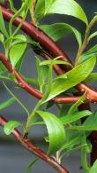 Salix Erythroflexuosa Willow or Golden Corkscrew Willow is a small deciduous willow, with pendulous orange-yellow young branches. Yellow catkins in spring. 