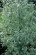 Salix Exigua Coyote Willow tree has grey green foliage and pretty catkins, AGM, buy online UK delivery