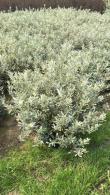 Salix Helvetica is also known as Swiss Willow or Silver Willow, a compact dwarf variety of willow with dense branches of silvery leaves and a rounded shape, buy UK.