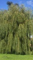Salix Sepulcralis Chrysocoma or Golden Weeping Willow Tree buy online with UK delivery