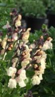 Salvia Jamensis Melen Sage, Yellow Flowering Sage