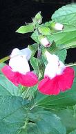 Salvia Microphylla Hot Lips, red flowering Sage plant, perennials for sale UK