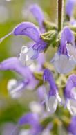 Salvia Pratensis Meadow Sage Wild Sage for Sale Online with UK delivery