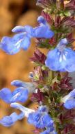 Salvia Uliginosa Bog Sage - Pretty Sky-Blue Perennial 