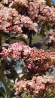 Sambucus Black Tower Elderberry