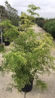 Sambucus Nigra Golden Tower or Elderberry Golden Tower is a beautiful foliage shrub with white flowers in clusters, buy online UK delivery.