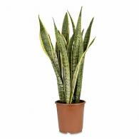 Sansevieria Trifasciata Futura Superba or Variegated Snake Plant House Plant