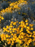 Santolina chamaecyparissus also known as Cotton Lavender, perfect for coastal planting available to buy online, UK delivery.