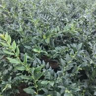 Sarcococca Confusa brings year round greenery and delightful winter fragrance. Making it a charming addition to any garden
