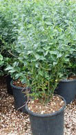 Sarcococca 'Ruscifolia' Sweet Christmas Box 9cm Pot Please Read Description & T& 