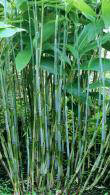 Sasa Palmata Nebulosa Bamboo is commonly known as Broad Leaved Bamboo, for Sale online UK delivery.