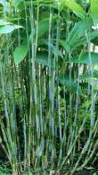 Sasa Palmata Nebulosa Bamboo is commonly known as Broad Leaved Bamboo, for Sale online UK delivery.