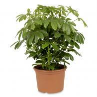 Dwarf Umbrella Tree or Schefflera Arboricola, evergreen structural Indoor Plant for sale online with UK delivery.