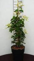 Schizophragma Hydrangeoides Windmills or Japanese Hydrangea Vine