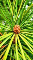 Sciadopitys Verticillata (Japanese Umbrella Pine or Koyamaki) for sale online UK.