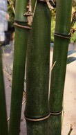 Semiarundinaria Fastuosa (Narihira Bamboo) for Sale UK