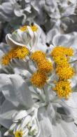 Senecio Candicans Angel Wings Ragwort