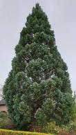 Sequoiadendron Giganteum Glaucum. Blue Needle Giant Redwood for sale online, UK delivery.