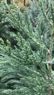 Sequoiadendron Giganteum Greenpeace, Giant Redwood trees for sale online with UK delivery