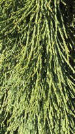 Sequoiadendron giganteum pendulum or Giant Weeping Sequoia tree - very rare and unusual tree - buy online UK