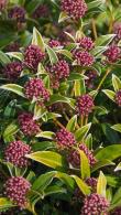 Skimmia Japonica Godries Dwarf Green, compact variety of Skimmia with unusual pin head pink blooms, evergreen with year round interest, buy UK.