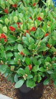 Skimmia Japonica Obsession available from London garden centre - buy online UK