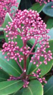 Skimmia Rubella Japonica just one of our Evergreen Shrubs for sale online with nationwide delivery UK