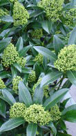 Skimmia Kew Green flowering, for sale online at our garden centre in London UK