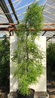 Sophora Japonica Pendula or Weeping Japanese Pagoda, a picturesque small weeping tree forming a natural arbour