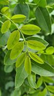 Sophora Japonica Regent or Japanese Pagoda Regent glossy green leaves & scented white flowers