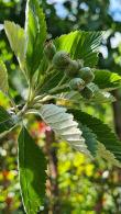 Sorbus Aria Magnifica Whitebeam trees for sale UK and IRL