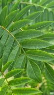 Sorbus Aucuparia Fastigiata, a narrow, columnar variety of Mountain Ash with a distinctive slow growing columnar small tree