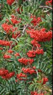Sorbus Aucuparia tree with red berries, also known as Rowan or Mountain Ash. Buy at our London plant centre UK