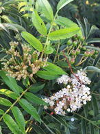 Sorbus Aucuparia Autumn Spire Mountain Ash