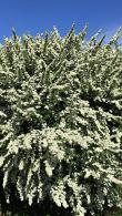 Spiraea Arguta Bridal Wreath, white flowering beauty with arching sprays of white flowers in spring & bright green leaves. Popular shrub ideal for a sunny spot
